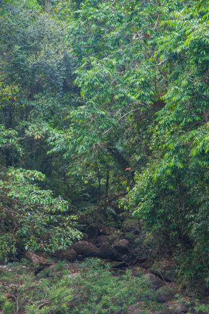 istock view of tropical forest, Thailand 943959350