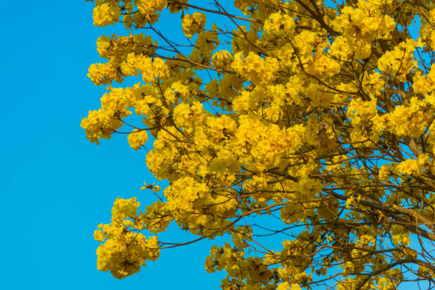 istock yellow flowers blossom in spring time on sky background. 943959474