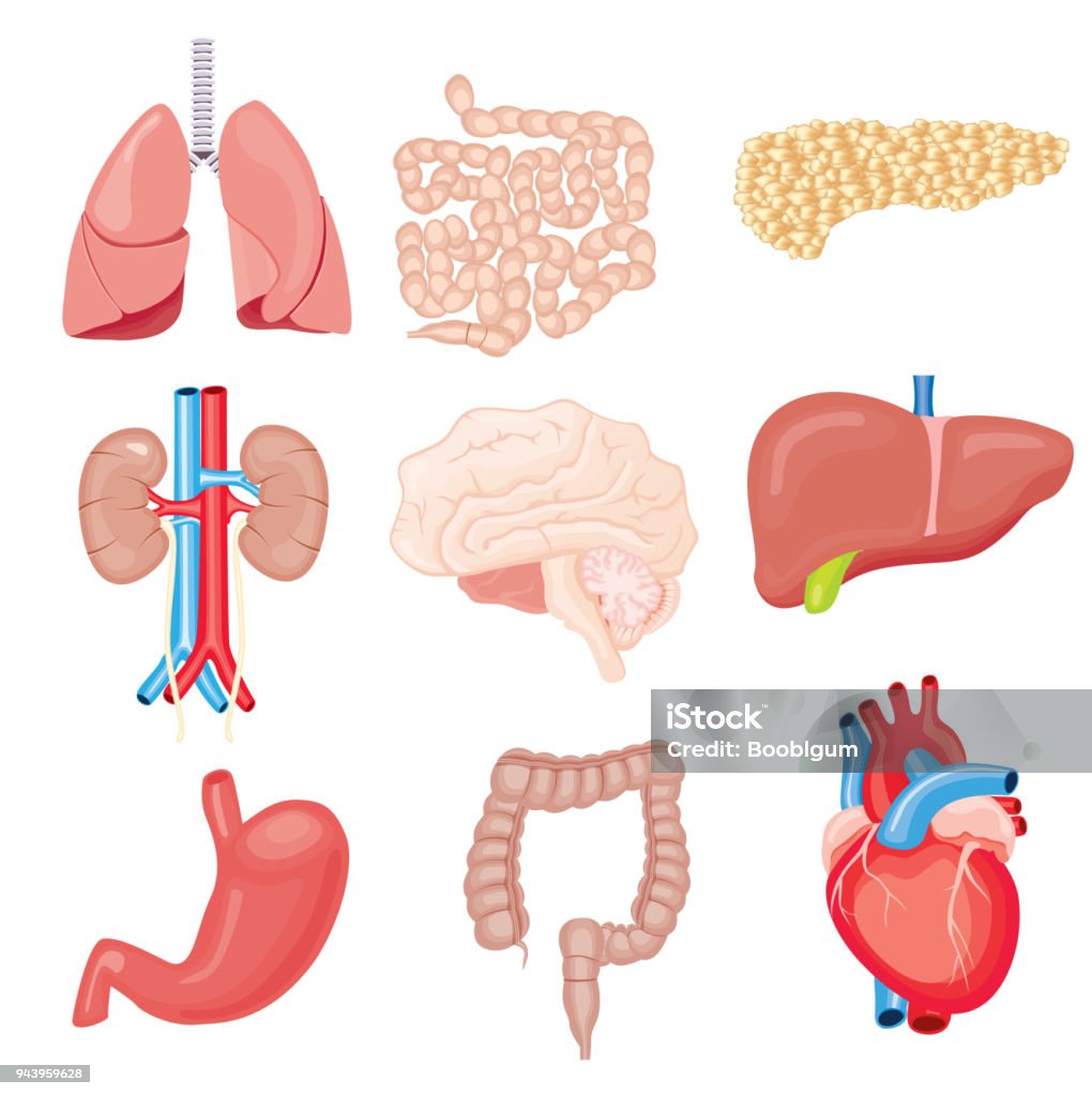 Abstract Internal Organs Human Internal Organs Isolated On White Stock Illustration - Download ...
