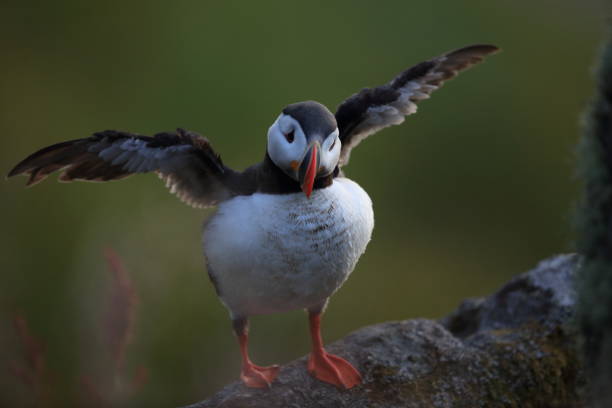 istock Atlantic Puffin or Common Puffin, Fratercula arctica, Norway 943960954
