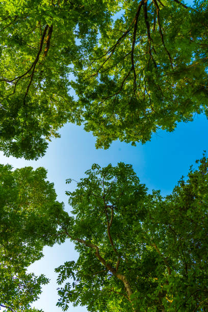istock view of tropical forest, Thailand 943960984