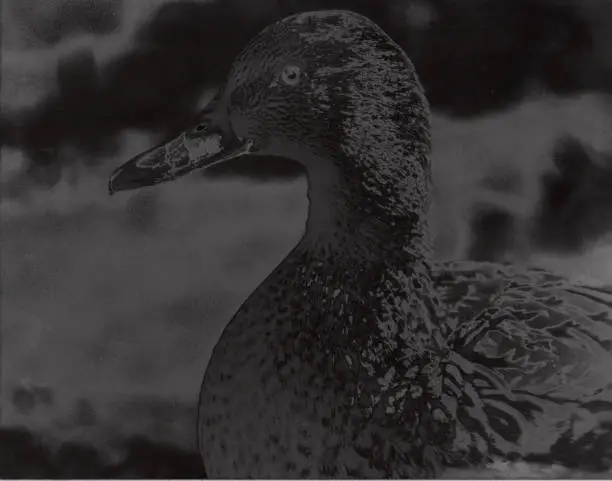 A lone duck in an unknown background, photographed in a traditional film format with traditional black and white film (non C-41 process).  Printed using a Sabatier or Solarization styling, becoming more about the process than the subject, viewers are drawn in by the style, appreciating the approach to a familiar subject in a new form.