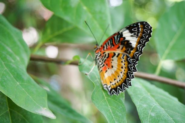 istock beautiful butterfly on green leaf 943964228