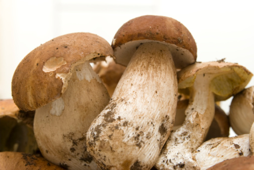 Group of edible Shiitake mushrooms, Lentinula edodes growing on log, isolated on white background. Studio shot, copy space.