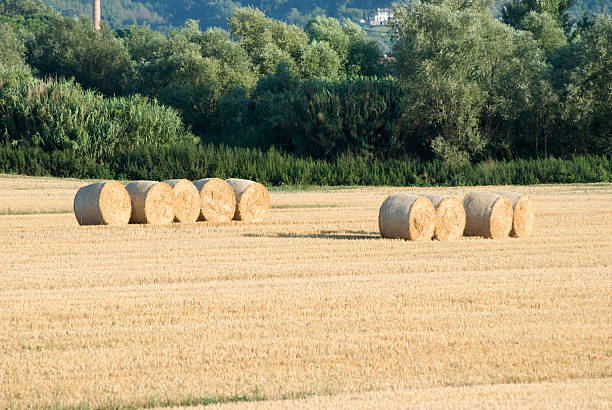 istock hay bales in a cultivated harvesting  grain land 94396441