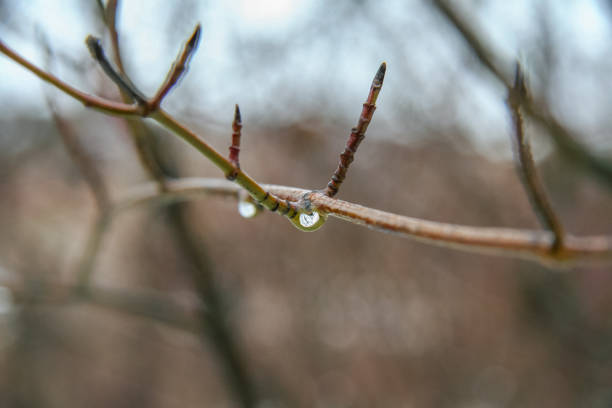 istock drops of rain on the branches 943965270