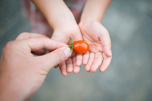 Parent and child hand to hand tomato