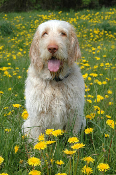 włoski spinone - italian spinone zdjęcia i obrazy z banku zdjęć