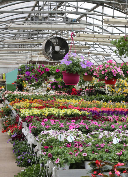 istock interior of a greenhouse in spring 943975136