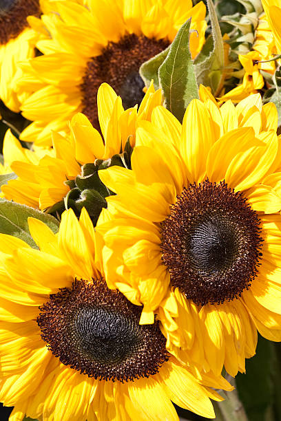 istock Closeup of yellow sunflowers 94397732