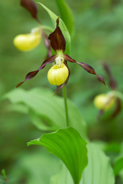 istock Blossoming lady's-slipper orchid, Cypripedium calceolus 943978052