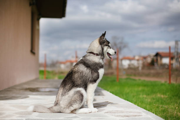 Puppy husky looking aside - fotografia de stock