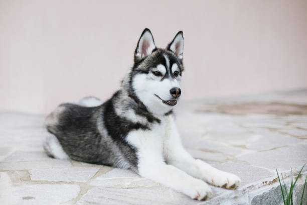 Puppy husky looking aside - fotografia de stock