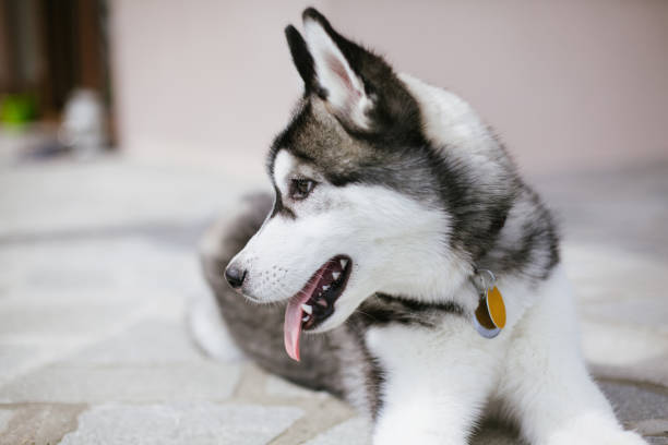 Puppy husky looking aside - fotografia de stock