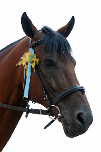 портрет жеребца изолирован на белом фоне. - horse black stallion friesian horse стоковые фото и изображения