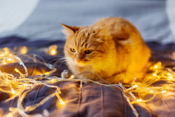 istock Cute ginger cat lying in bed with shining light bulbs. Cozy home holiday background. 943979640