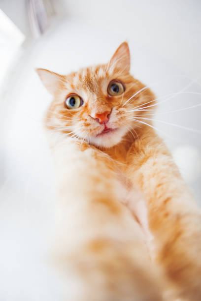 istock Cute ginger cat with funny expression on face, bottom view. Fluffy pet comfortably looks crazy.  Fish eye lens effect. 943979904