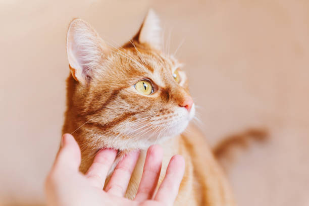 istock Woman cuddles het cute ginger cat. Fluffy tabby pet looks puzzled. 943981976