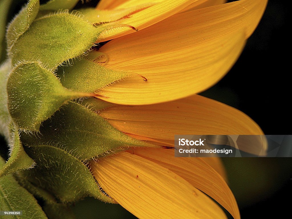 sunflower Profile of sunflower Close To Stock Photo