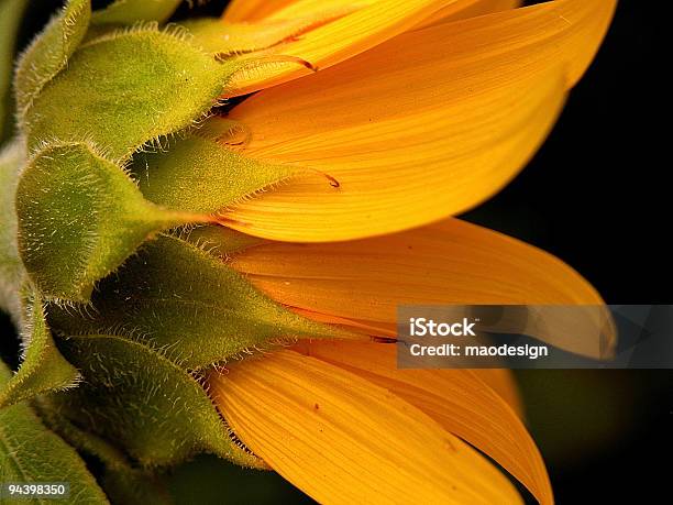 Sunflower Stock Photo - Download Image Now - Close To, Color Image, Flower