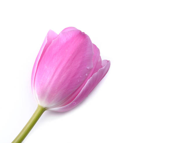 istock pretty pink tulip isolated 943986074