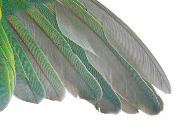 istock Beautiful wing lovebird feather isolated on white background with chipping path 943986326