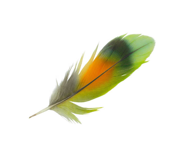 istock Beautiful green feather isolated on white background 943986334