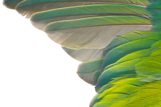 Flamingo feathers close up.