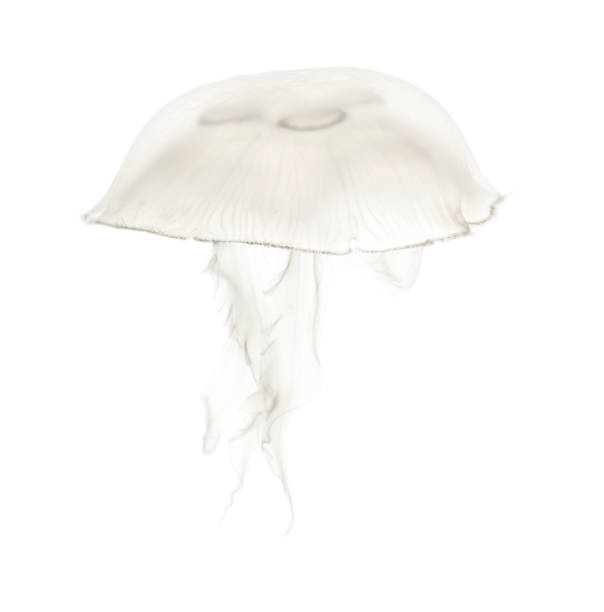 istock Aurelia aurita also called the common jellyfish against white background 943988554