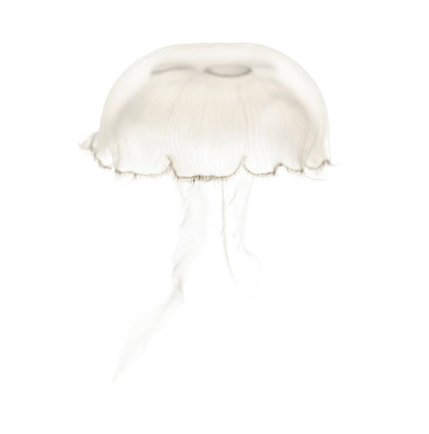 istock Aurelia aurita also called the common jellyfish against white background 943988556