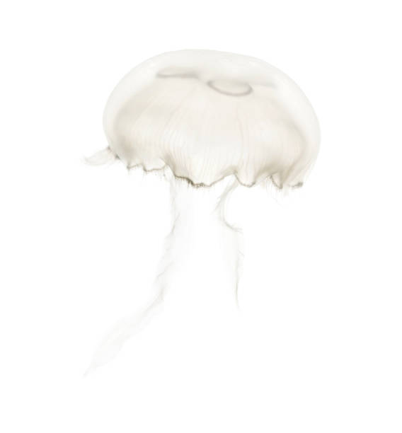 istock Aurelia aurita also called the common jellyfish against white background 943988558