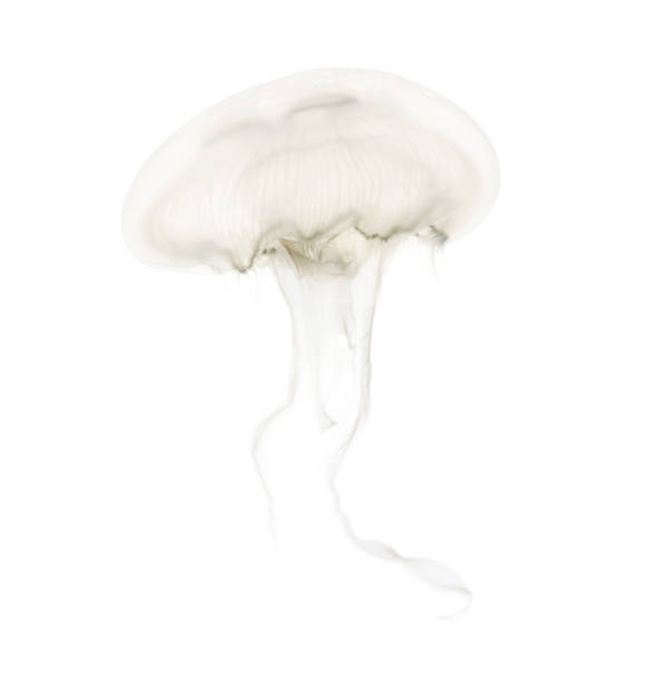 istock Aurelia aurita also called the common jellyfish against white background 943988572