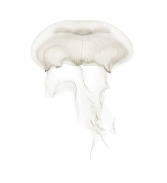 istock Aurelia aurita also called the common jellyfish against white background 943988586