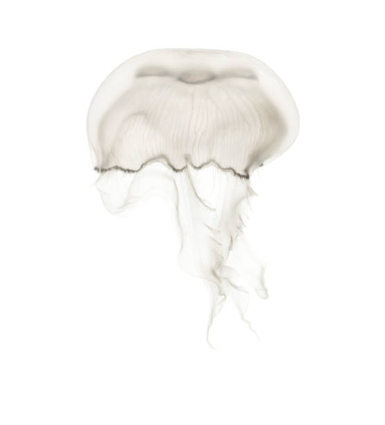 istock Aurelia aurita also called the common jellyfish against white background 943988594