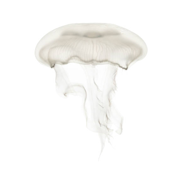 istock Aurelia aurita also called the common jellyfish against white background 943988596