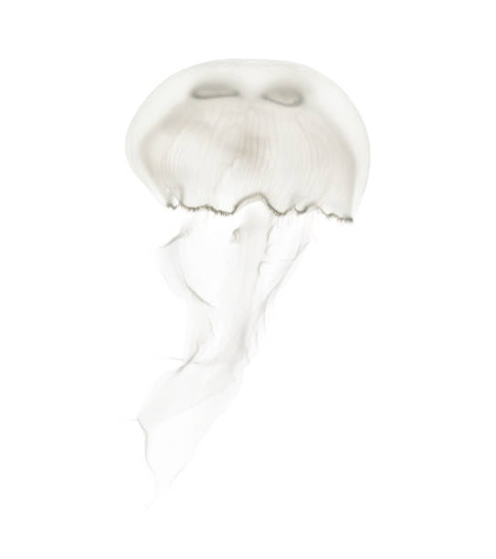 istock Aurelia aurita also called the common jellyfish against white background 943988612