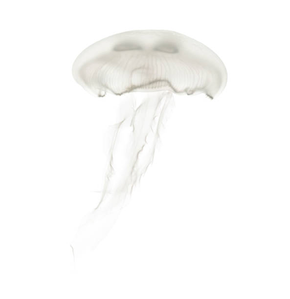 istock Aurelia aurita also called the common jellyfish against white background 943988620