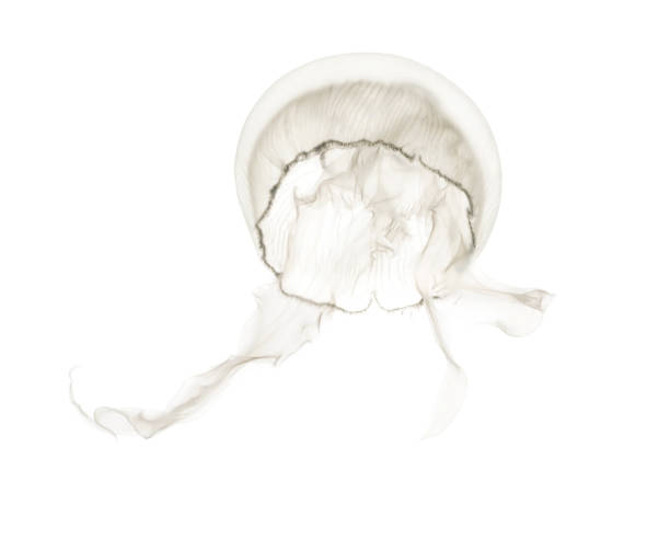 istock Aurelia aurita also called the common jellyfish against white background 943988626