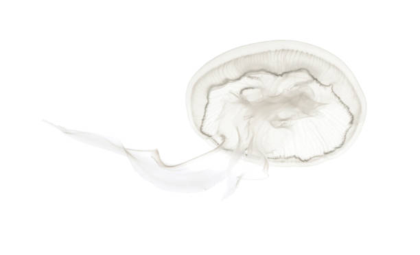 istock Aurelia aurita also called the common jellyfish against white background 943988628