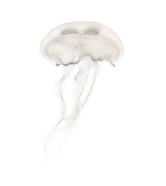 istock Aurelia aurita also called the common jellyfish against white background 943988630