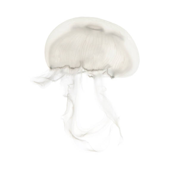 istock Aurelia aurita also called the common jellyfish against white background 943988632