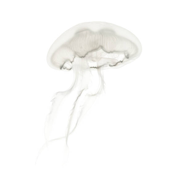 istock Aurelia aurita also called the common jellyfish against white background 943988634