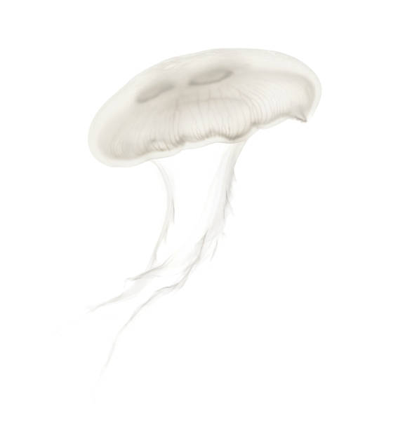 istock Aurelia aurita also called the common jellyfish against white background 943988644