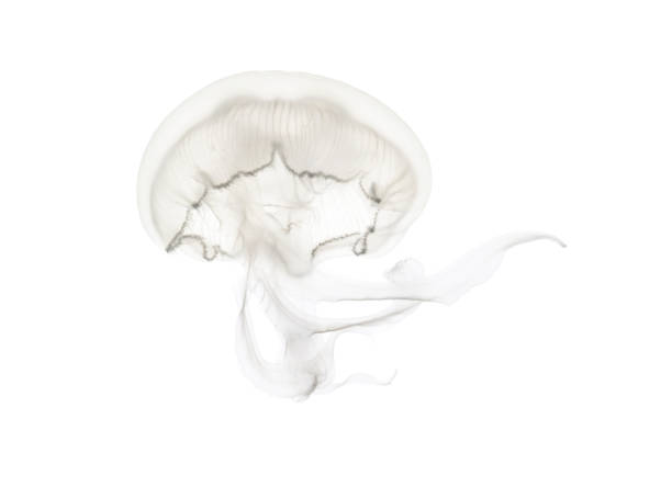 Aurelia aurita also called the common jellyfish against white background