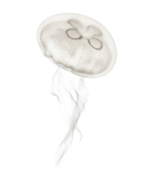 istock Aurelia aurita also called the common jellyfish against white background 943988658