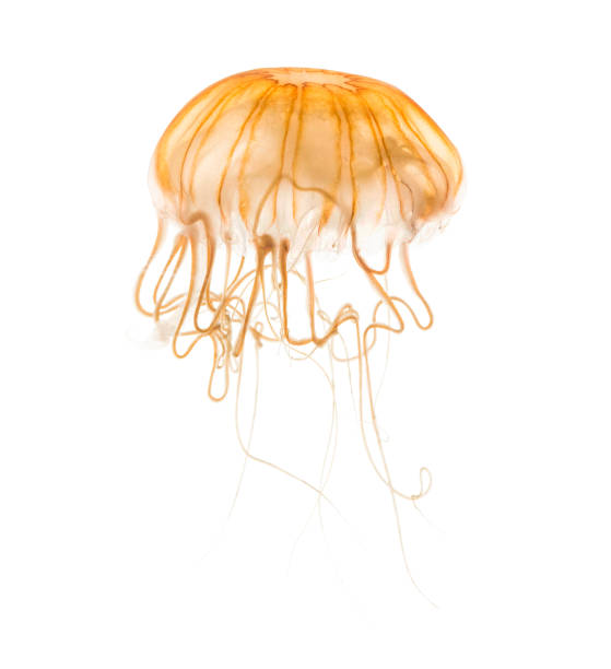 istock Japanese sea nettle, Chrysaora pacifica, Jellyfish against white background 943988680