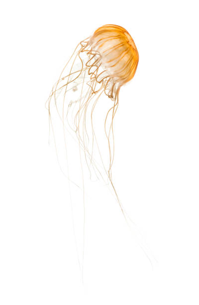 istock Japanese sea nettle, Chrysaora pacifica, Jellyfish against white background 943988702