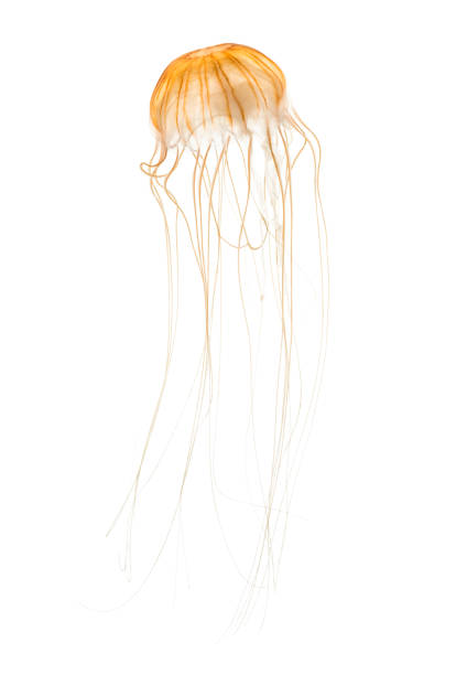 istock Japanese sea nettle, Chrysaora pacifica, Jellyfish against white background 943988754