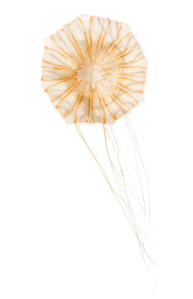 istock Japanese sea nettle, Chrysaora pacifica, Jellyfish against white background 943988768
