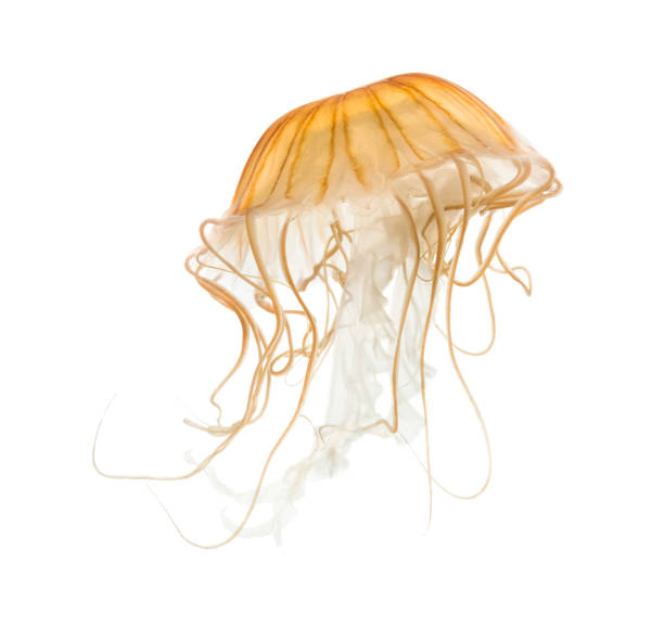 istock Japanese sea nettle, Chrysaora pacifica, Jellyfish against white background 943988778
